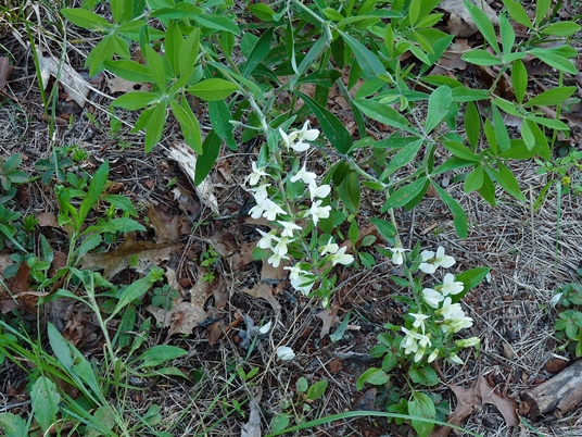{Baptisia bracteata}